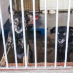 Feira de Adoção de Pets Acontece Neste Sábado em São Bernardo.